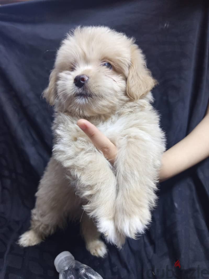 Maltipoo Puppies  8