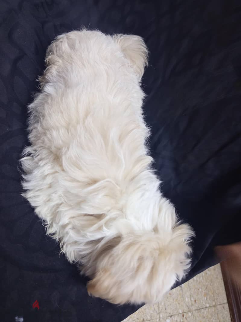 Maltipoo Puppies  9