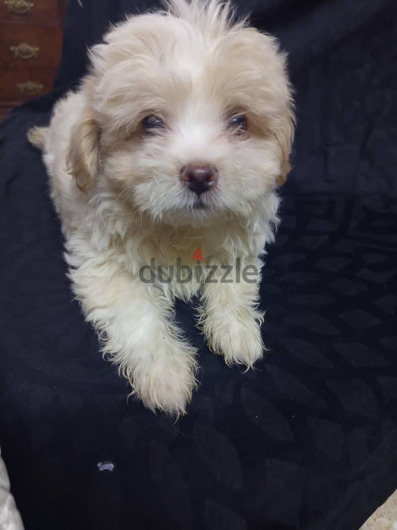 Maltipoo Puppies  10