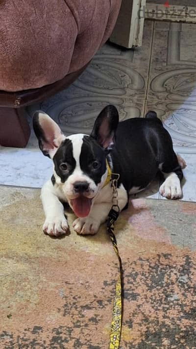 American bully for sale