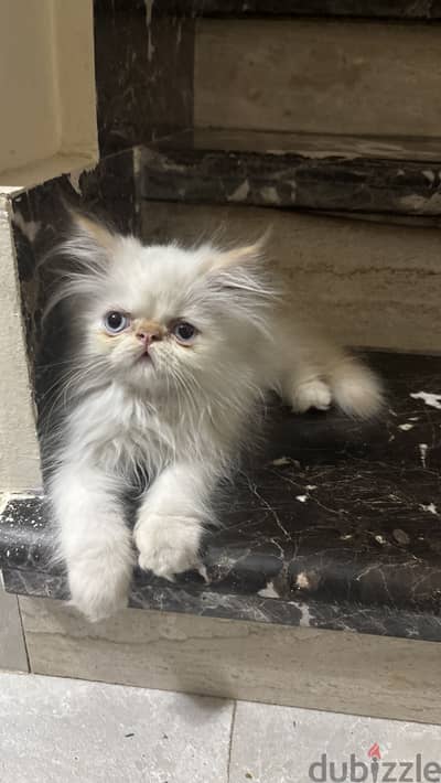 Male Himalayan Cat