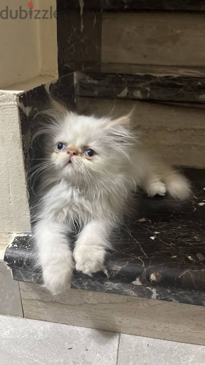 Male Himalayan Cat 1