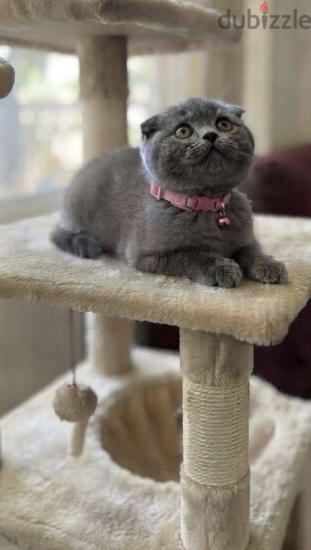 Scottish fold female 1
