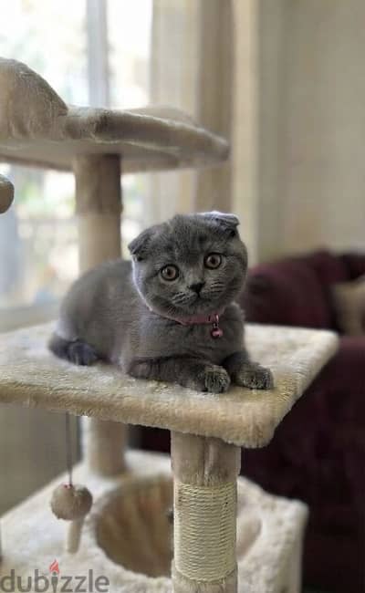 Scottish fold female