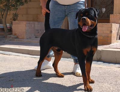 Male Rottweiler 10 months