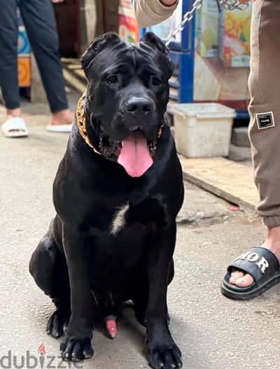 Cane corso male 15 months