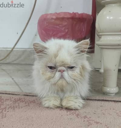 قطه بيرشن زورار طلبه زواج