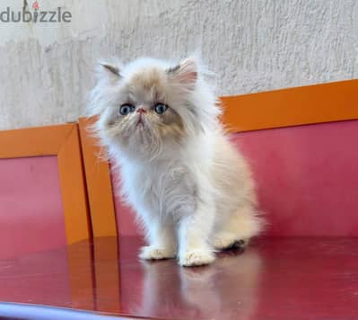 Kitten Persian