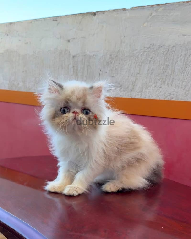 Kitten Persian 1