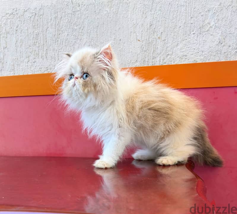 Kitten Persian 2