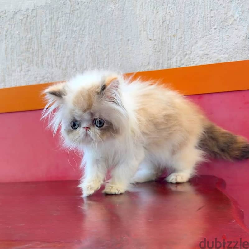 Kitten Persian 3