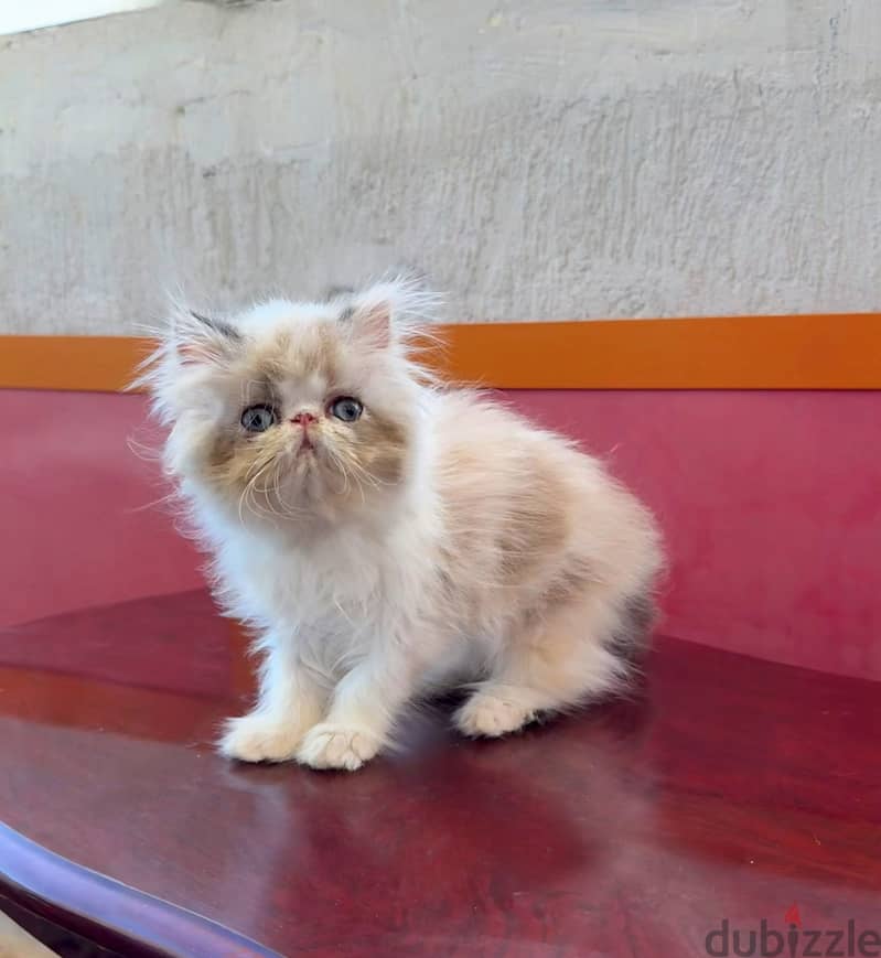 Kitten Persian 4