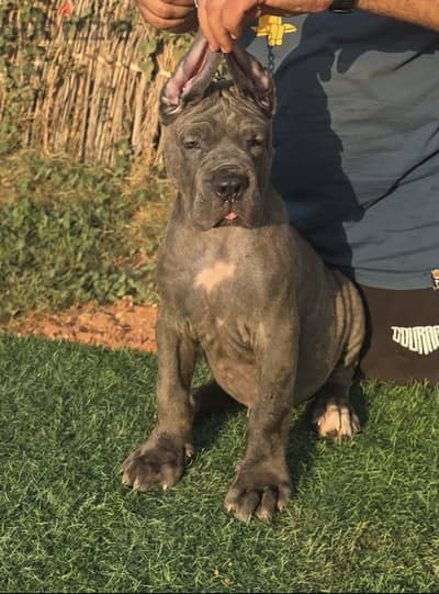Cane corso italiano