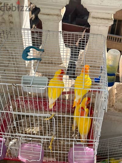 اللبيني هرم