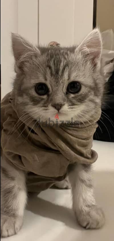 British Shorthair