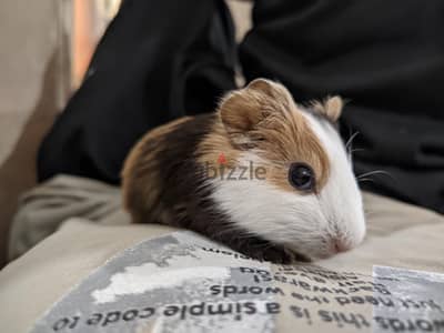 Cute & Friendly Hand-Tamed Guinea Pig – Ready for a Loving Family!