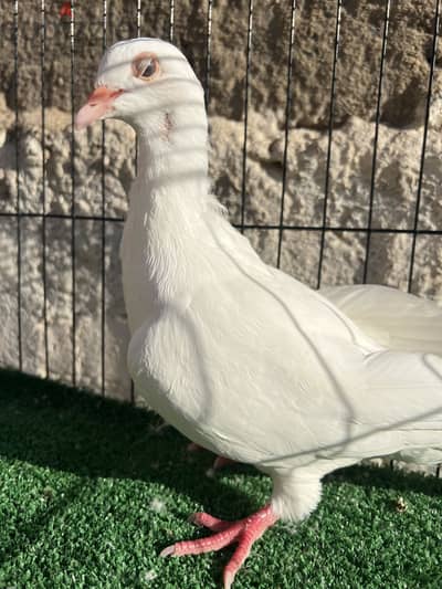 حمام لاحم