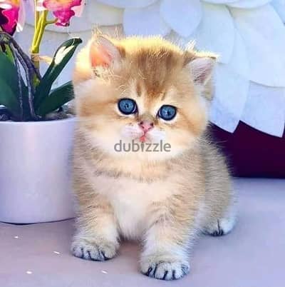 محتاجه قطة تبنى تكون 45 يوم