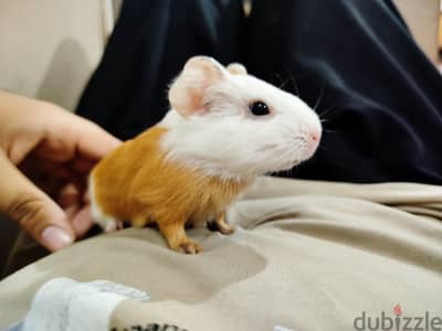 Cute & Friendly Hand-Tamed Guinea Pig – Ready for a Loving Family