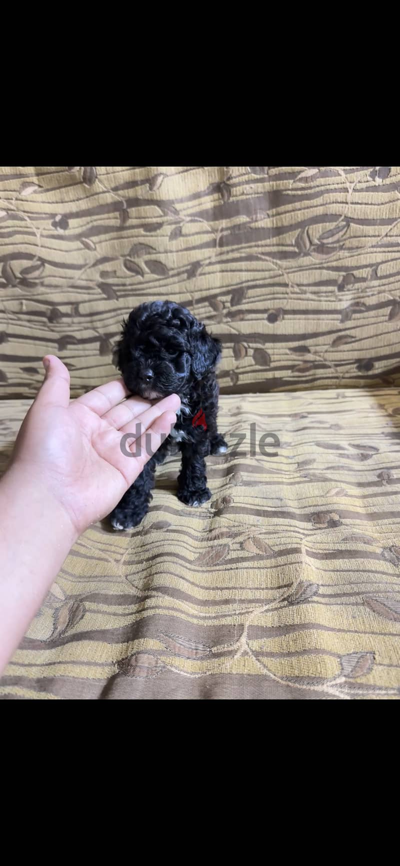 Toy poodle 1