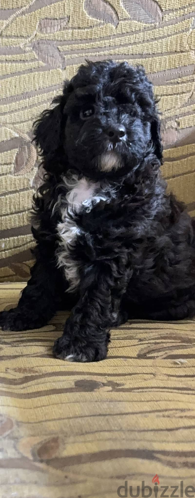 Toy poodle 2