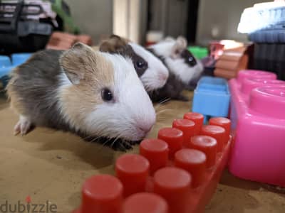 Cute & Friendly Hand-Tamed Guinea Pig – Ready for a Loving Family