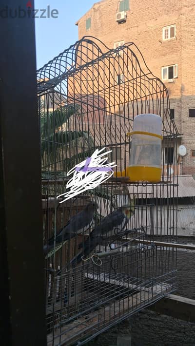 جوز كوكتيل شغال بالقفص