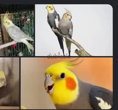 مطلوب كوكتيل تاكيل يدوي