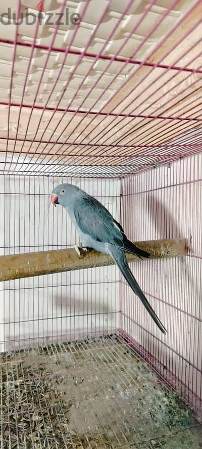 دره هندي