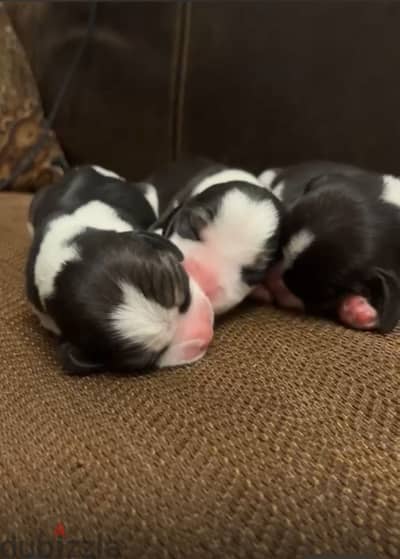 Pure Beagle Puppies for Sale