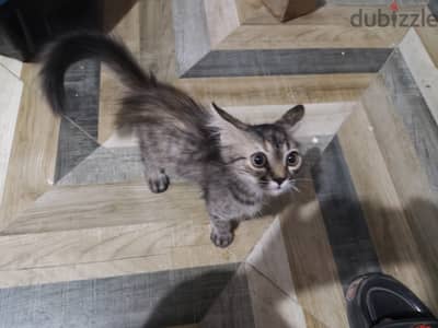 قطط للبيع