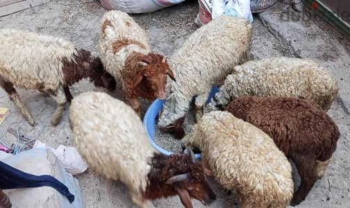 سبع خرفان قنية مواصفات خروف التسمين