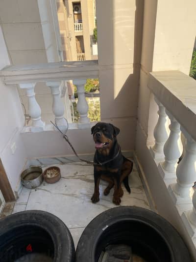 Male Rottweiler