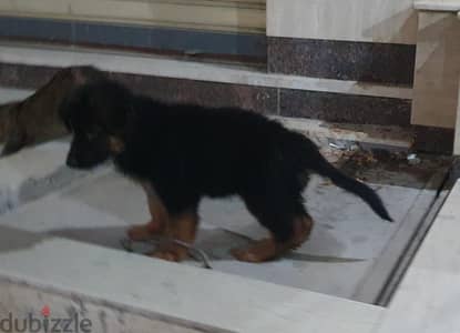 German shepherd puppies show line pure breed
