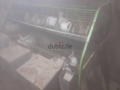 بطاريات ارانب
