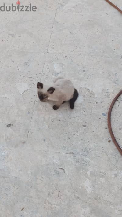 قطط سيامى