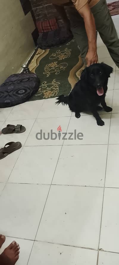 كلب اسود
