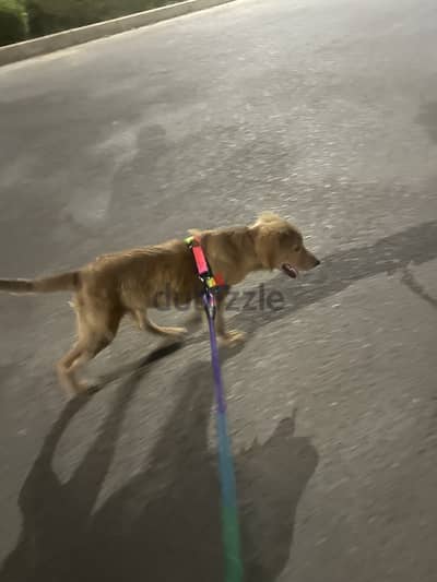 Golden retriever 3 months