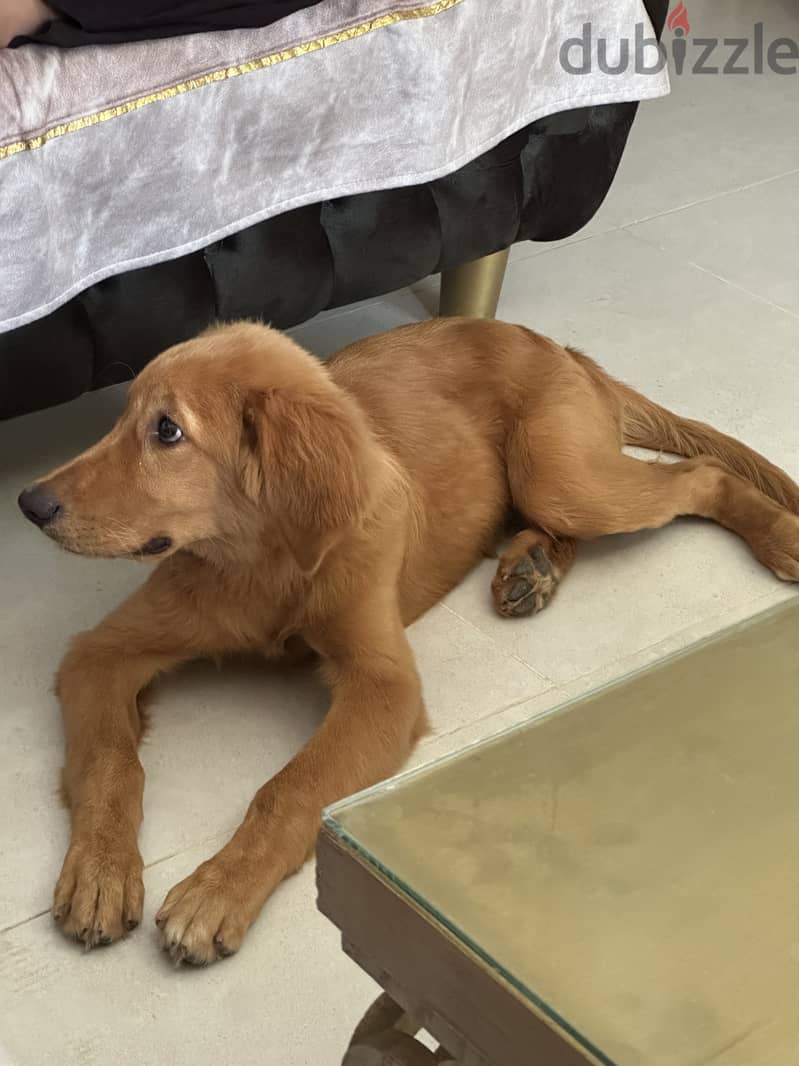 Golden retriever 3 months 1
