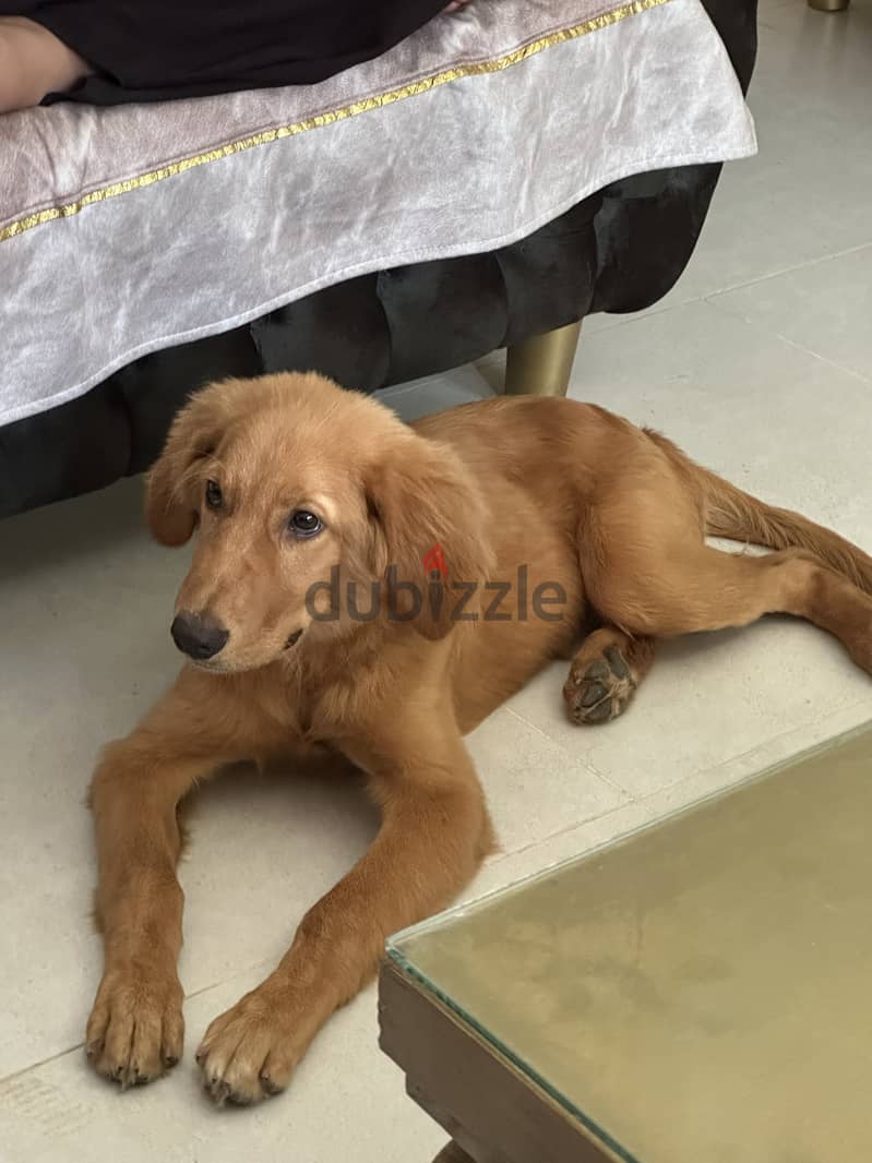Golden retriever 3 months 2