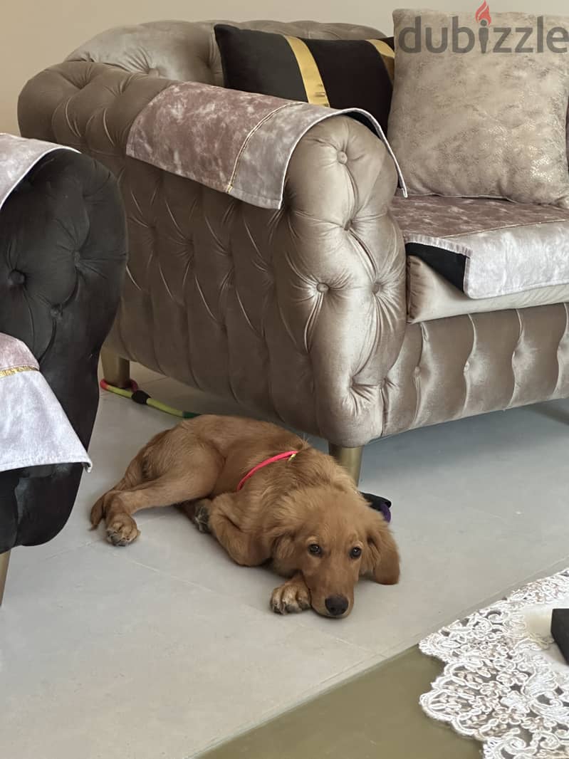 Golden retriever 3 months 3