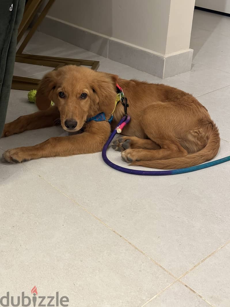 Golden retriever 3 months 4