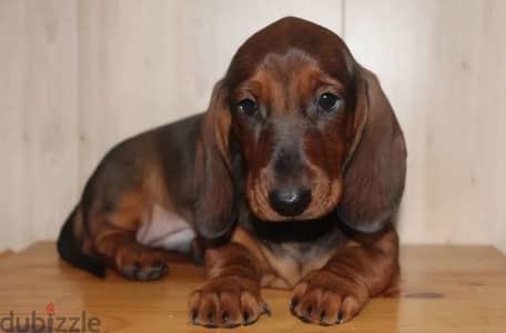 Dachshund puppy boy from Russia