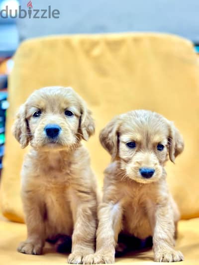 golden retriever جولدن ريتريفر
