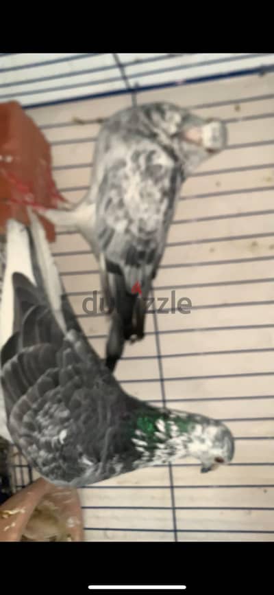 متاح 3قصوص من غير زغاليل الحمام كله مخروط جناح