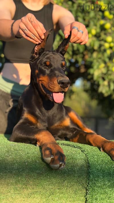 Imported Doberman puppy available boy order