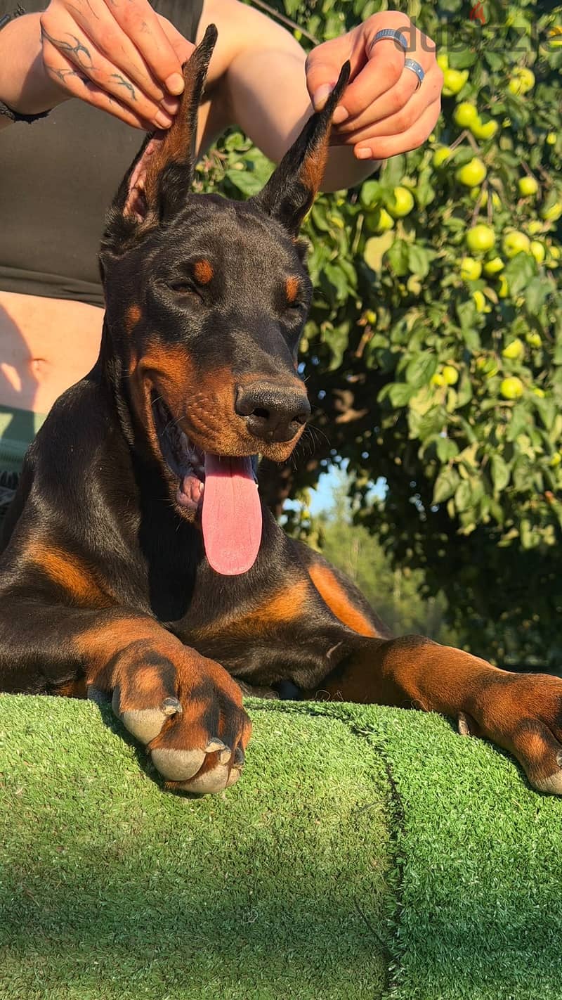 Imported Doberman puppy available boy order 1