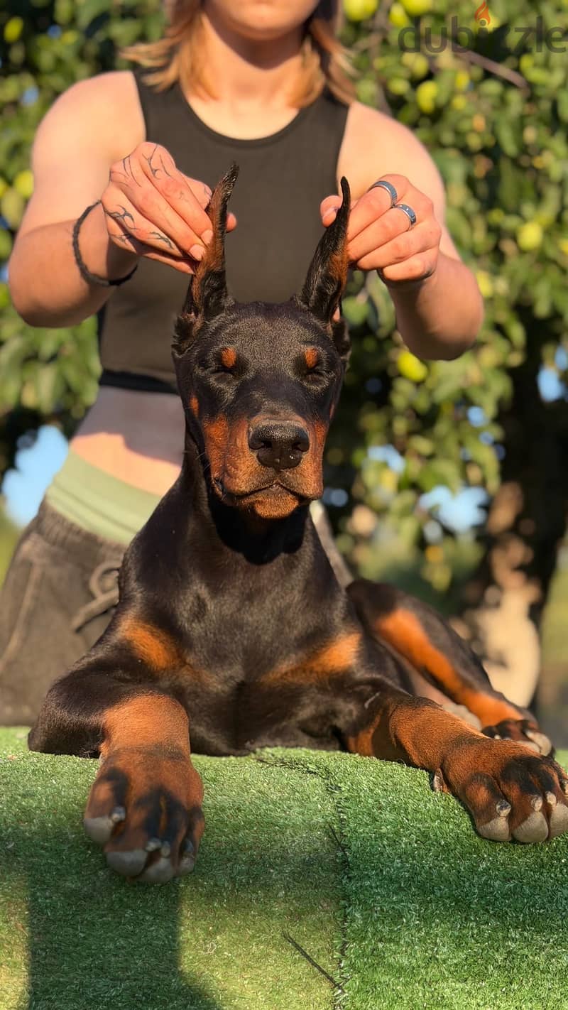 Imported Doberman puppy available boy order 2