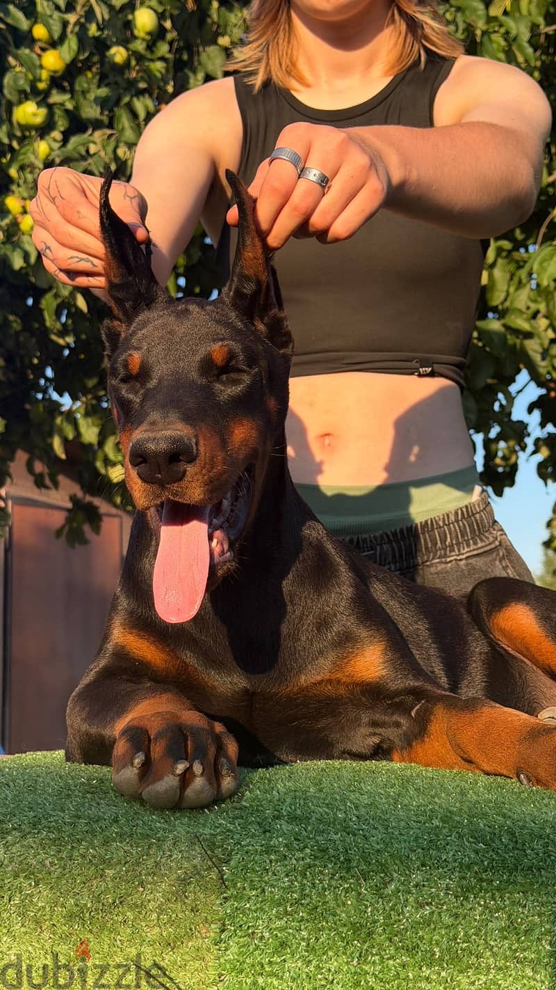 Imported Doberman puppy available boy order 3