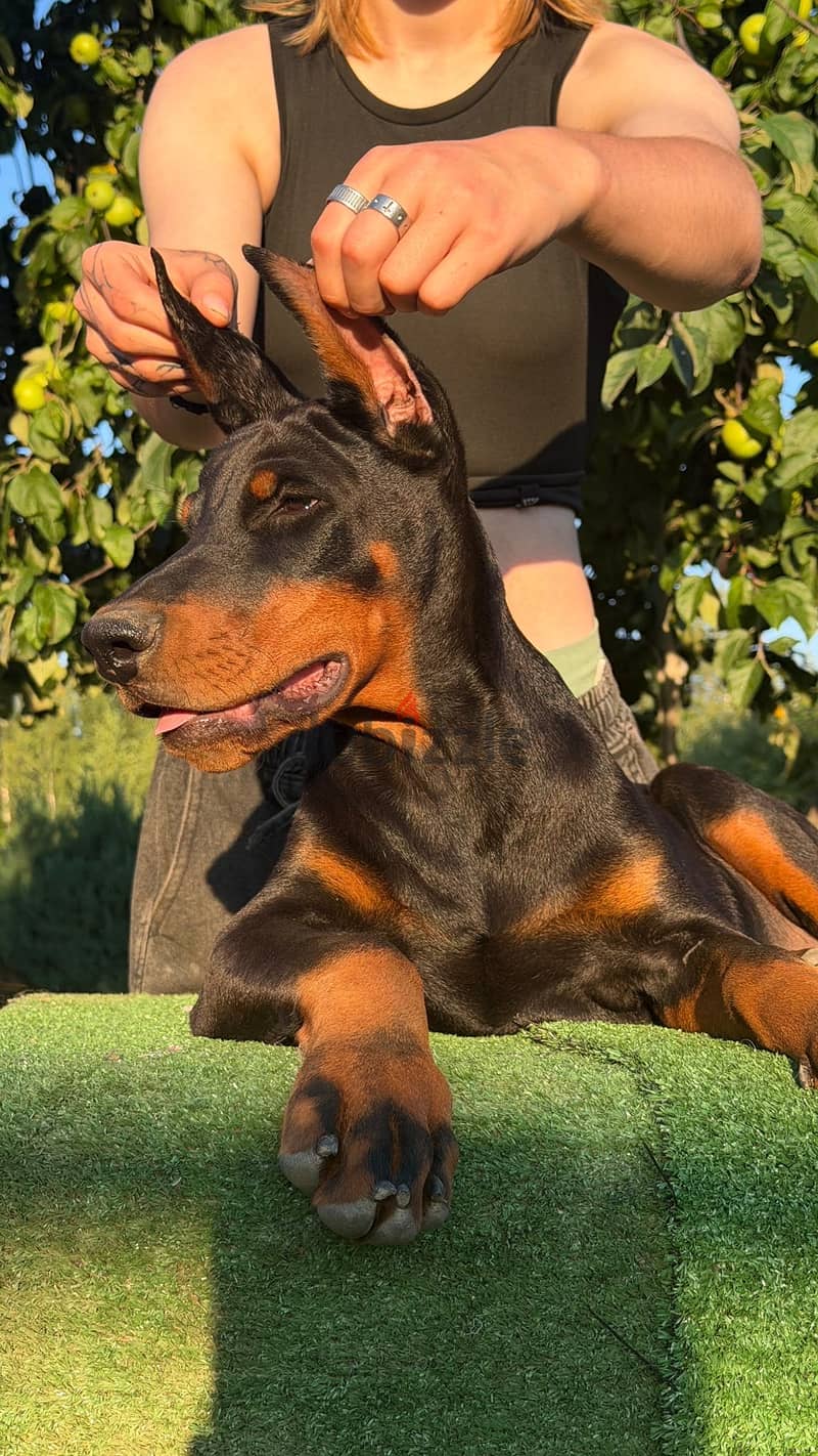 Imported Doberman puppy available boy order 4